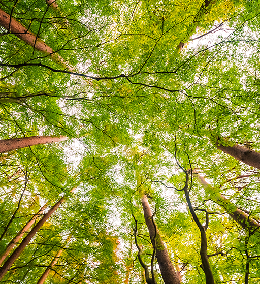 bg https://ktq.w2.exdomain.net/image/cache/catalog/home/beautiful-landscape-big-tree-forest-with-low-angel-view-s-512x559.png