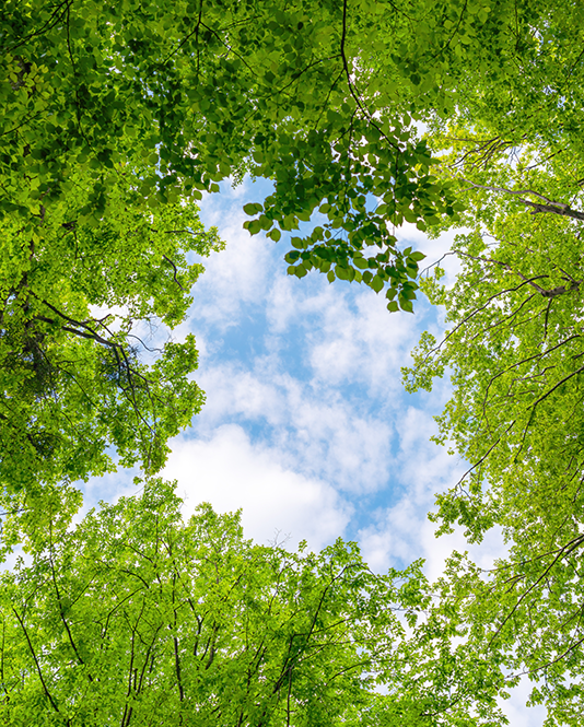 image Cam kết|Phát triển xanh 1